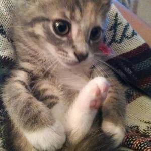 Meet your Posher, Becky